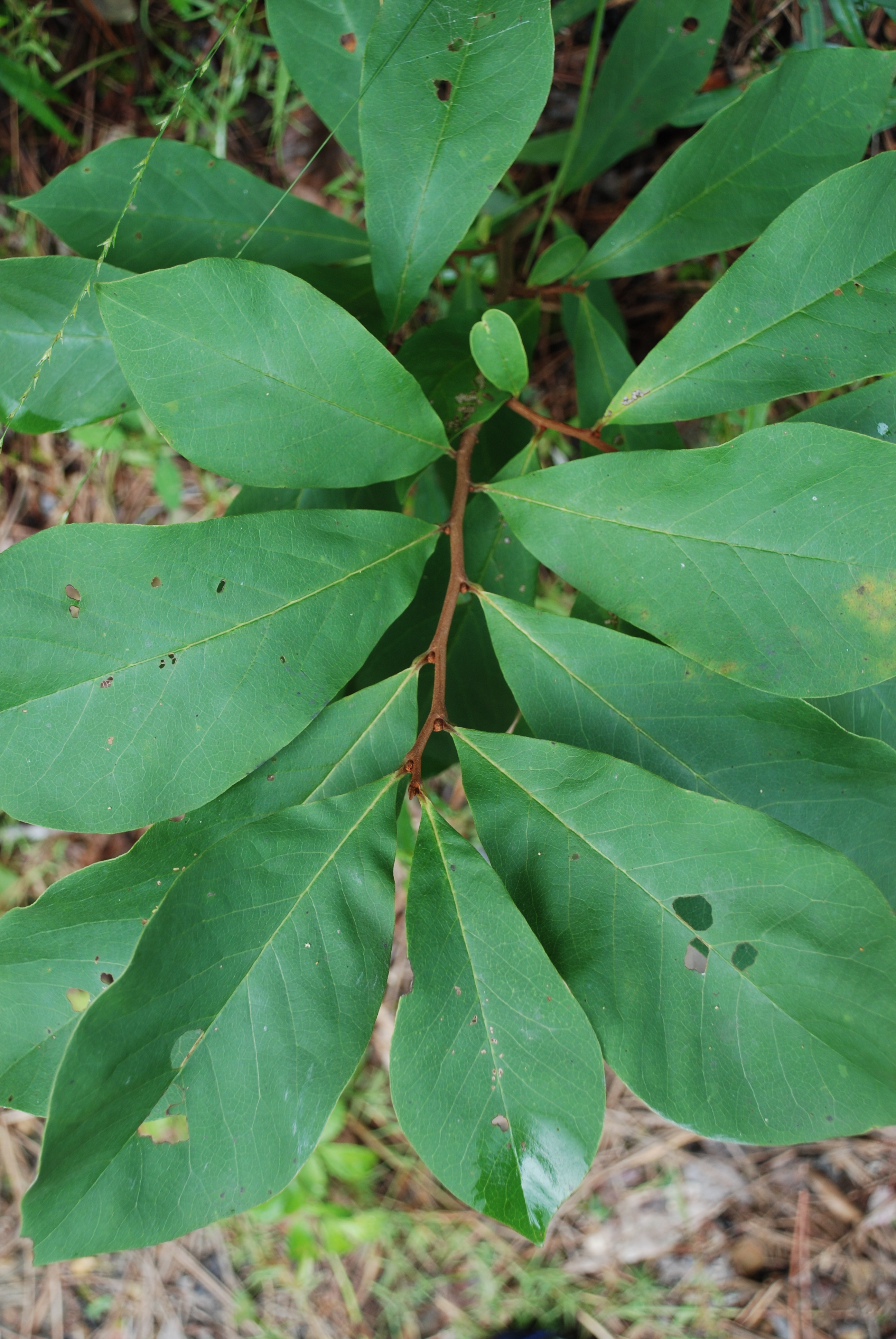 <p>Genus</p>