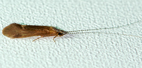 <p>Family: Leptoceridae (long-horned caddisflies)</p><p></p><p>Antennae much longer than body (often twice so)</p><p>Ocelli absent</p><p>Mesoscutum appears to lack warts but can have many small ones</p><p>Maxillary palps - apical segment not longer than others</p>