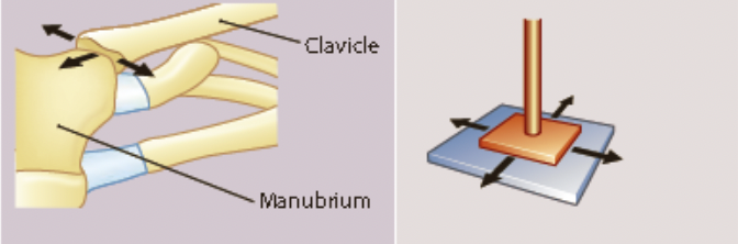* side to side
* back and forth
  * eg. carpals, tarsals, vertebrae
