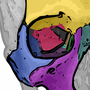 <p>Os frontale, os zygomaticum, maxilla, os sphenoidale (canalis opticus), os lacrimale, os ethmoidale</p>
