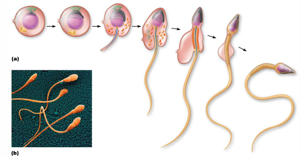 <p>Sperm cells develop flagella, acrosomes, and lose most of the cytoplasm</p>