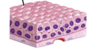 <p>Composed of multiple layers of cells</p><p>Only the most superficial layer is made up of cuboidal cells</p><p>The other layers can be other types of cells</p>
