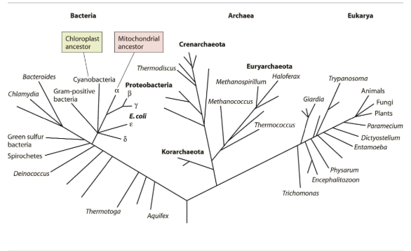 <p>What statement is supported by this phylogenetic tree?</p><p><br></p>