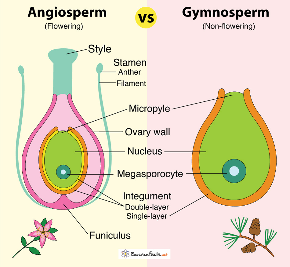 <p>What’s the difference between gymnosperm and angiosperm seeds?</p>