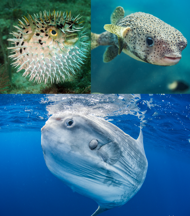 <p>Clade of <strong>pufferfish, molas</strong> (ocean sunfish), and allies</p>