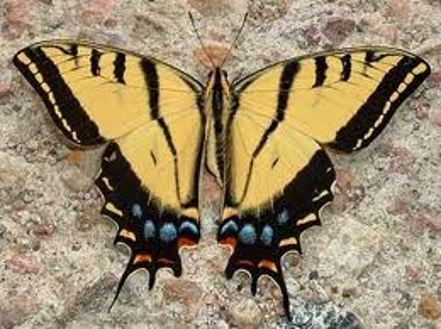 <p>Butterfly Family</p>