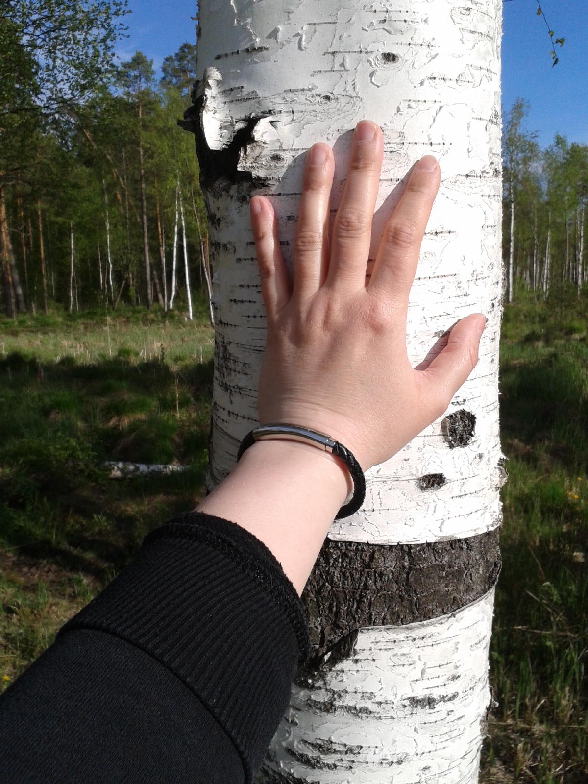 <p>a tree</p>