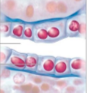 <p>What tissue is this </p>