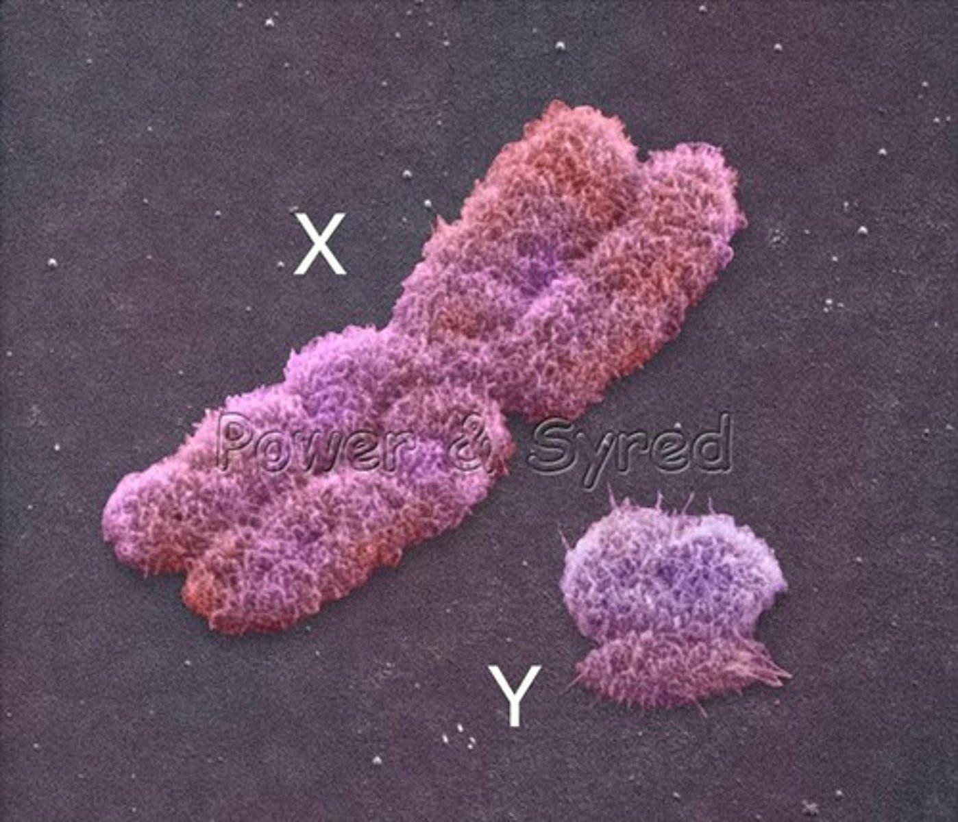<p>only found in males, smaller than the X chromosome.</p>
