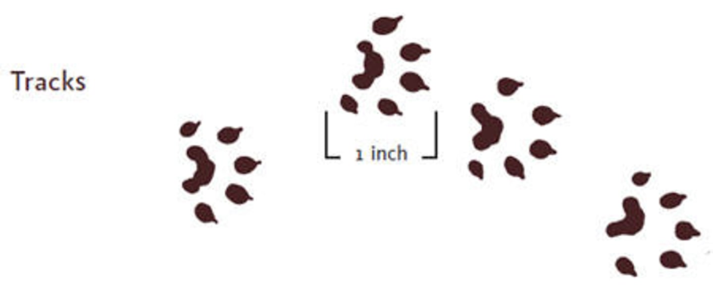 <p>1 inch in length</p>