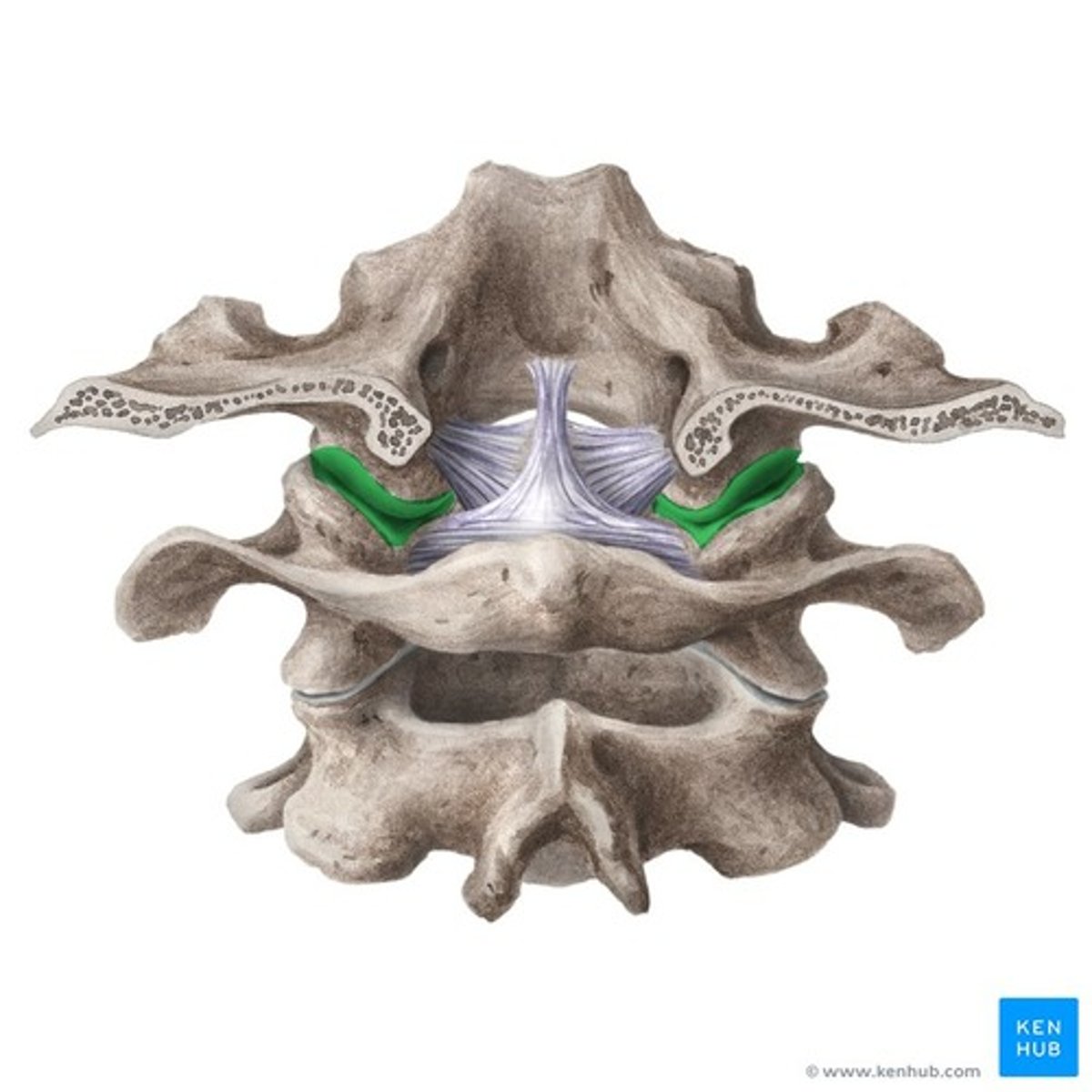 <p>led mellan atlas och skalbasen, som möjliggör nicking av huvudet.</p>
