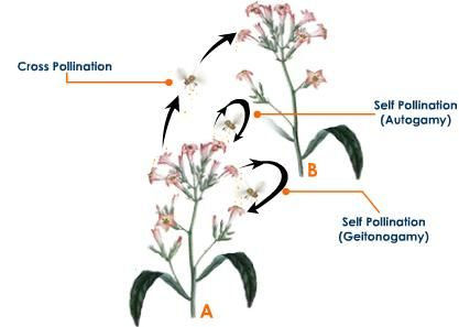 <p>Self-Pollination (<span><span>Self: no exchange of genetic material)</span></span></p>