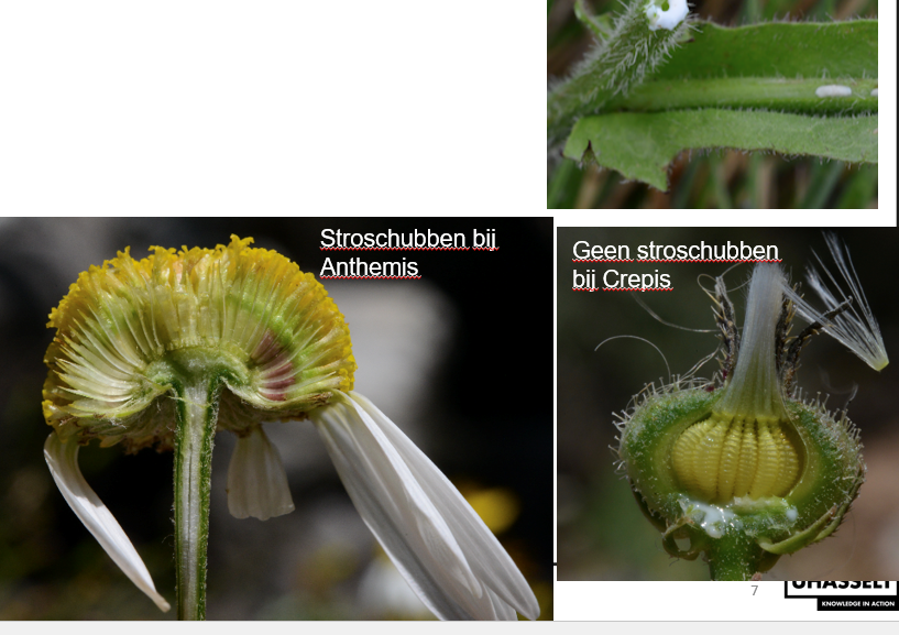 <p>Asteraceae</p>