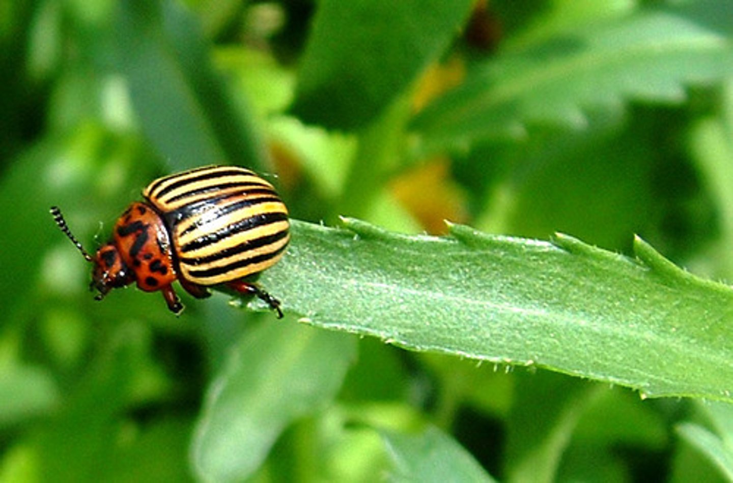 <p>Coleoptera CC</p>