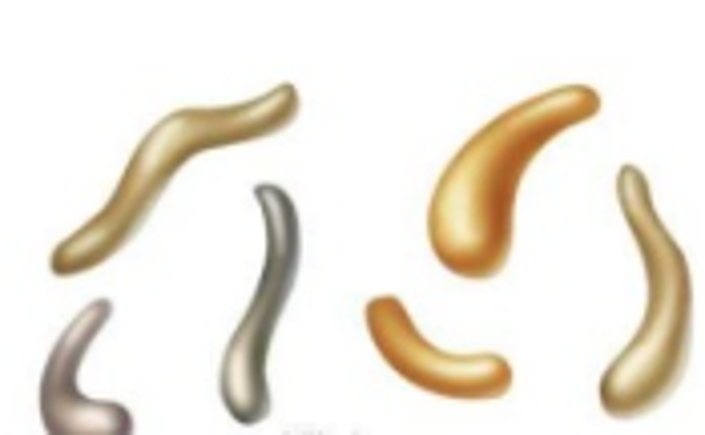 <p>comma shaped</p>