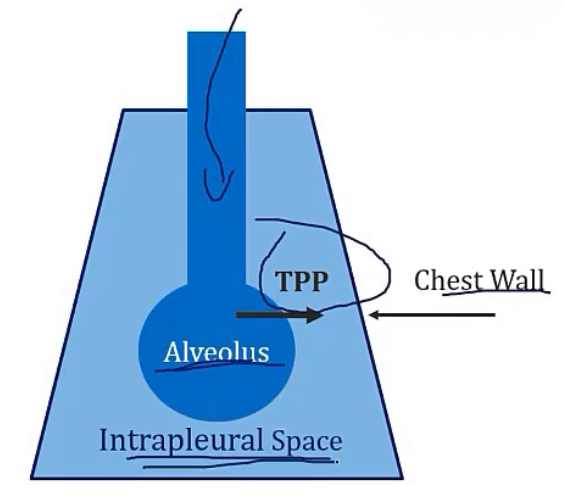 <p>Alveolar pressure(pressure within the alveoli)</p><p>Intrapleural pressure(pressure in the pleural space)</p><p>Transpulmonary pressure/TPP(pressure across the walls of the alveoli, required to keep them open, or they’ll collapse)</p><p>(Alveolar pressure - Intrapleural pressure = Transpulmonary pressure)</p>