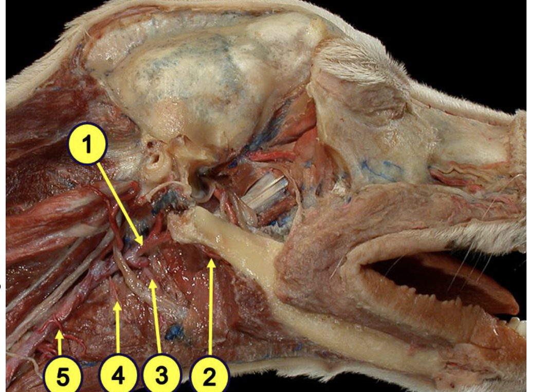 <p>what is 5?</p>