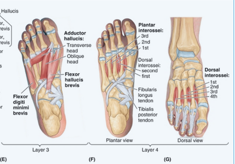 <p>Adduct lateral toes</p><p></p><p>Origin:</p><ul><li><p>Medial side of plantar surface of proximal MT’s 3-5</p></li></ul><p>Insertion:</p><ul><li><p>Medial side of base of proximal phalanx 3-5</p></li></ul><p>Nerve Supply:</p><ul><li><p>Lateral Plantar Nerve</p></li></ul><p>Function:</p><ul><li><p>Adduction of MTPJ’s 3-5 (PAD)</p></li><li><p>Control during push off</p></li></ul><p></p>