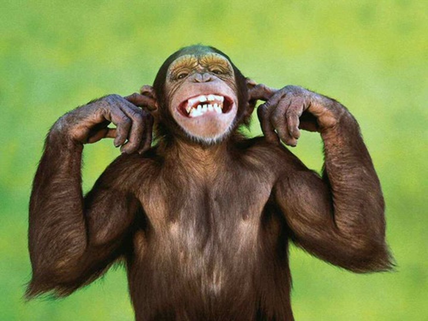 <p>un singe</p>