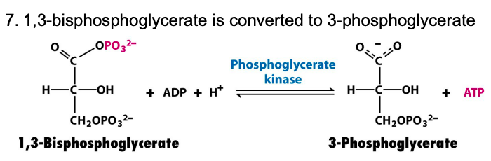 1,3-bisphosphoglycerate to 3-phosphoglycerate