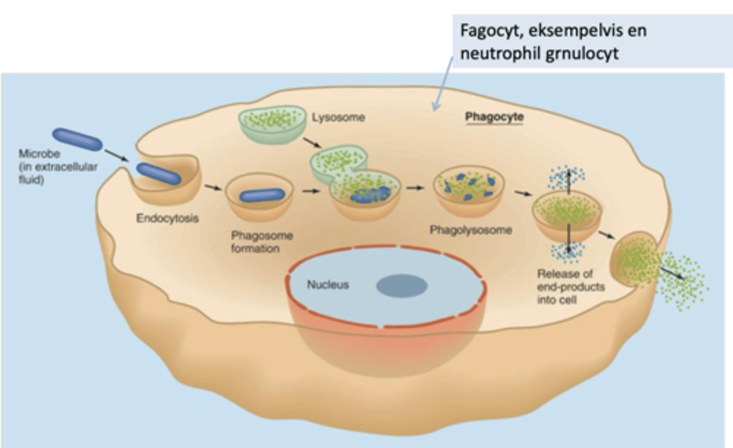 <p>Det anvender humorale komponenter der aktivere kroppens fagocytter.</p><p>Cellerne genkender bestemte mønstre på bakterierne og mikroorganismerne gennem deres mønstergenkendende receptorer.</p><p>Der ses hovedsageligt fagocytose som virkningsmekanisme.</p>
