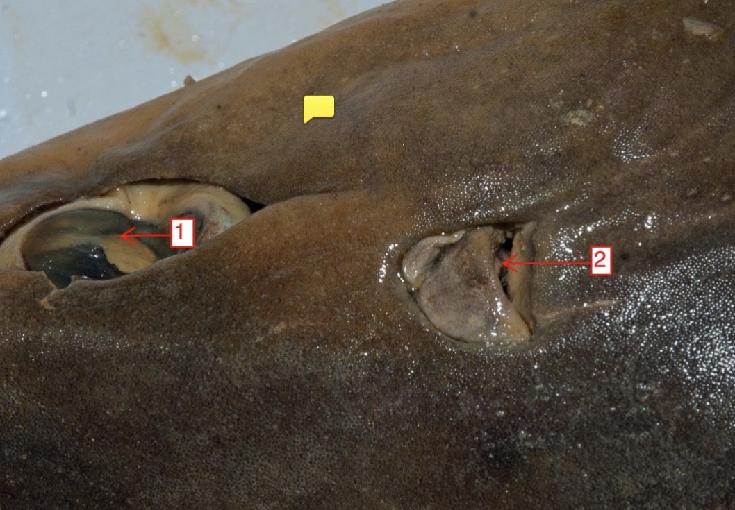 <p>female spiny dogfish- (1)</p>