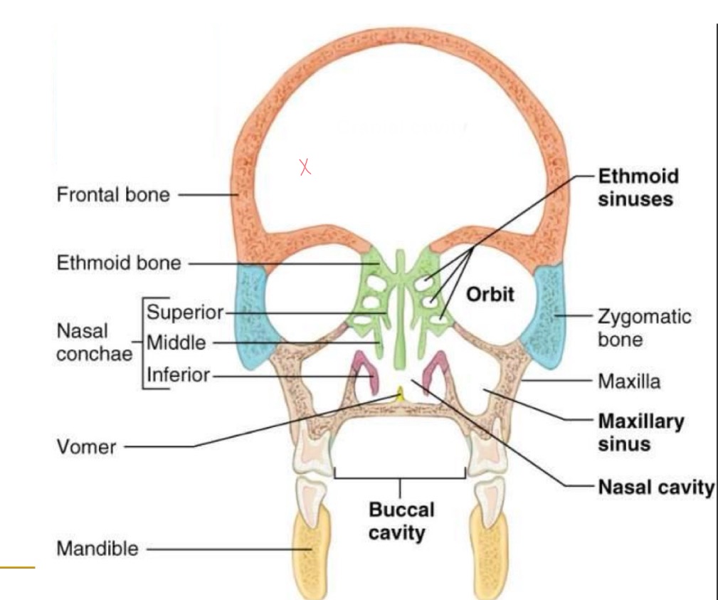 <p><br>label missing word on diagram (where the x is)</p>