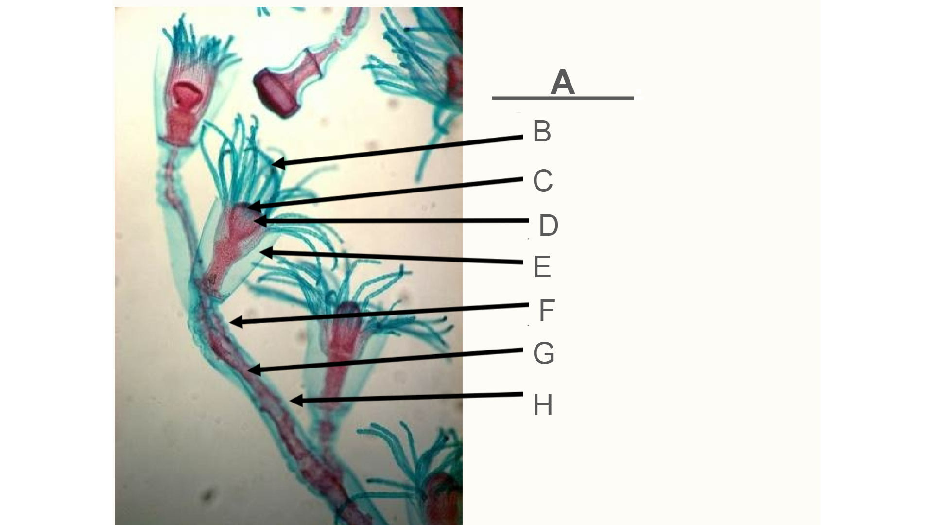 <p>What is A? (Part of an Obelia)</p>