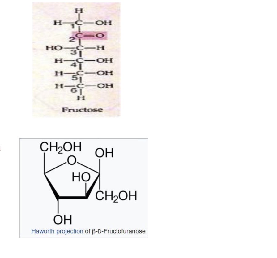 Linear form as Fischer projection and ring form as Haworth projection