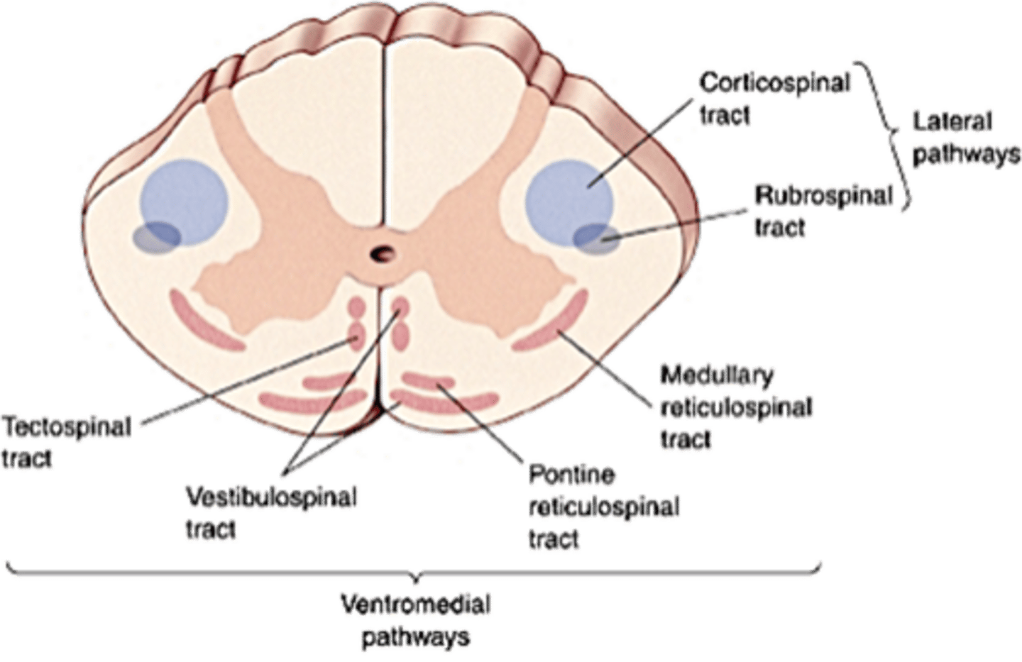 <p>Upper motor neurons of the brainstem are located in several nuclei including ...?</p>