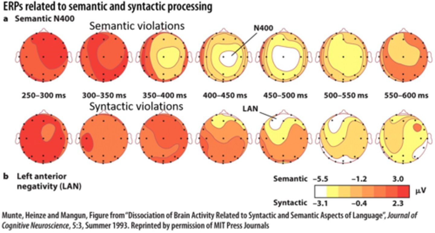 <p>A visualization A visualization</p><p>of the electrical activity from millions of millions of neurons.</p><p>Red is more active, blue is less active</p><p>Zero on the x-axis corresponds to the presentation the presentation of a stimulus.</p><p>The waveforms indicate how the indicate how the brain responded</p><p>to this stimulus</p><p>Different waveforms indicate different mental operations</p>