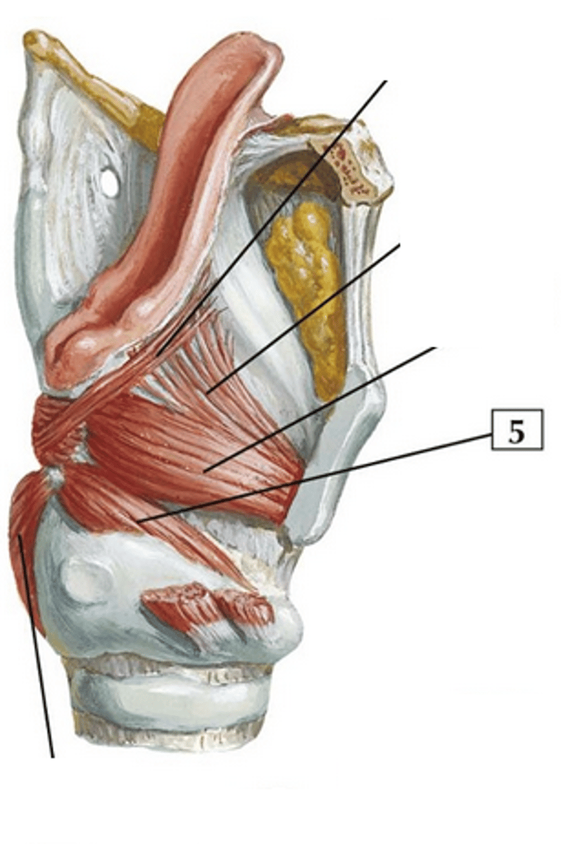 <p>5 in image</p><p>bottom wing of the butterfly </p><ul><li><p>structure</p></li></ul><p></p>