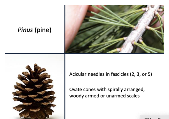 <p>Acicular needles (2,3,5) Ovate cones with spirally arranged scales</p>