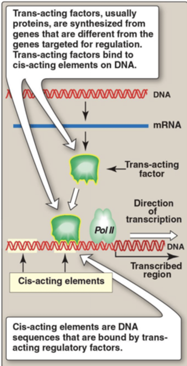 <p>Regulatory elements / factors that regulate genes on a different chromosome from their origin</p>