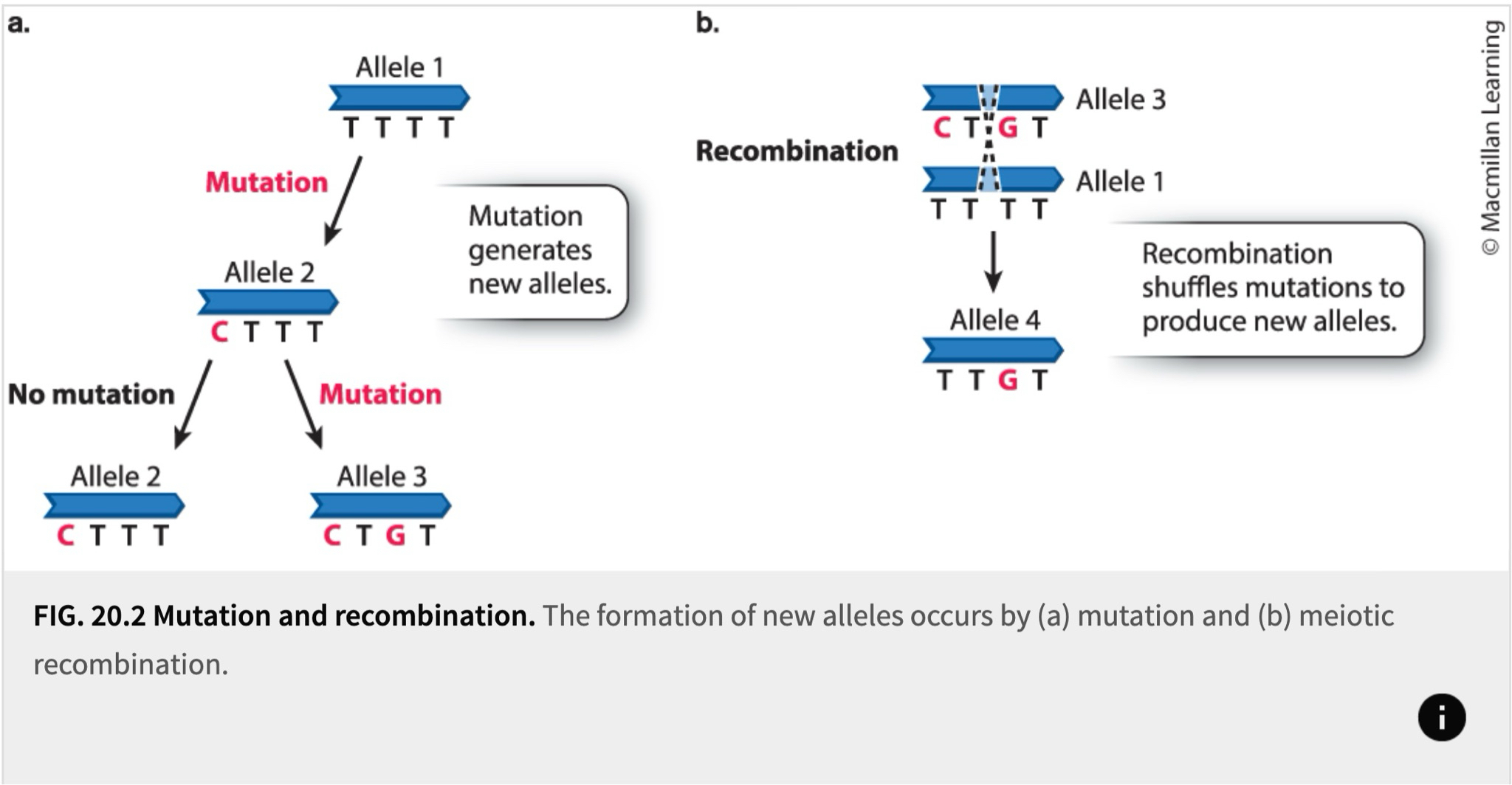 <ul><li><p>occurs when genetic variation is already present</p></li><li><p>takes place in meiosis production of sperm and eggs</p></li><li><p>causes segments of DNA to be shuffled from chromosome to chromosome</p></li></ul><p></p>