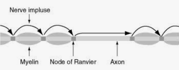 <p>nerve impulses move down a myelinated axon with excitation occurring only at <span>nodes of Ranvier</span></p>