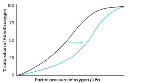 <p>Explain effect of CO2 concentration on the dissociation of oxyhaemoglobin</p>