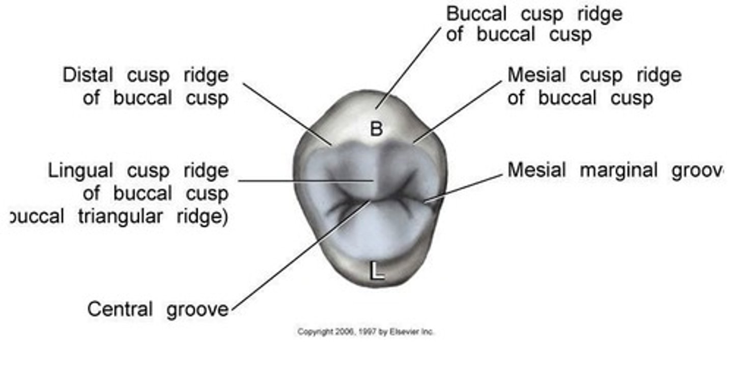 <p>Long developmental groove dividing tooth buccolingually.</p>
