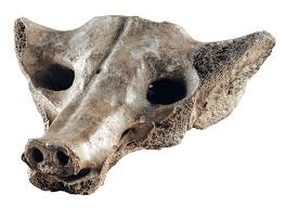 <ul><li><p>central mexico</p></li><li><p>bone</p></li><li><p>made from the new fossilized remains of the sacrum of an extinct camelid</p></li></ul><p></p>
