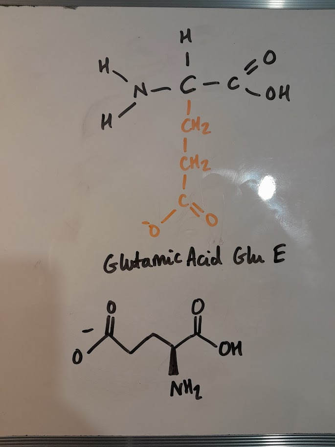 <ul><li><p>Glu</p></li><li><p>E</p></li><li><p>negatively charged</p></li><li><p>acidic</p></li></ul><p></p>