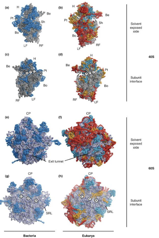 <p>What do the teal, yellow, and red colors represent in the eukaryotic ribosomes?</p>