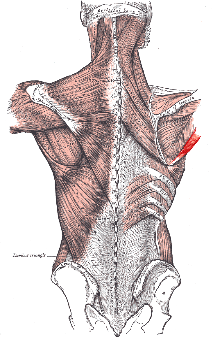 <p>Teres Major</p>