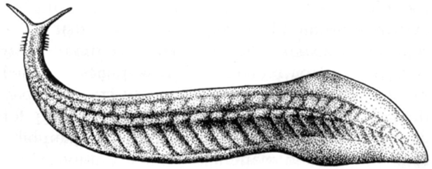 <p>An extinct marine animal with a notochord, possibly a chordate ancestor</p>