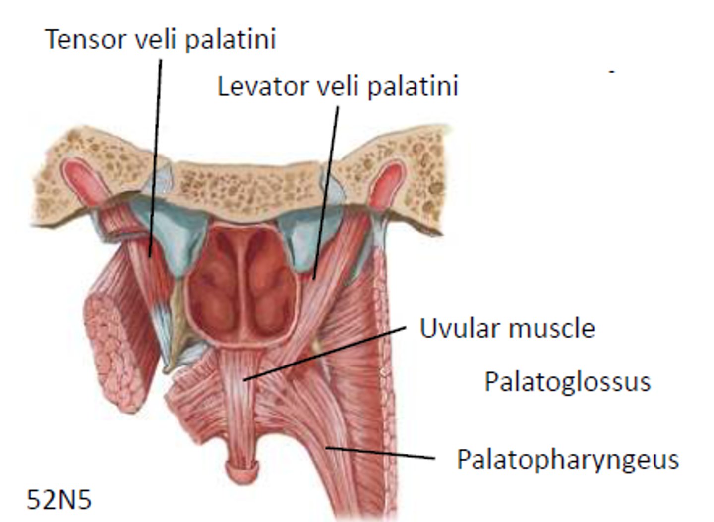 <p>levator veli palatini</p>