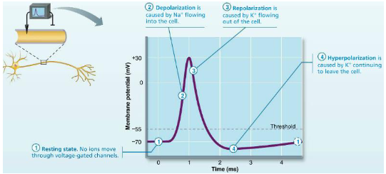 <p>When a neuron’s membrane is depolarised to the threshold level, voltage-gated Na⁺ channels open, allowing Na⁺ to enter and rapidly depolarise the cell. This is followed by inactivation of Na⁺ channels and activation of voltage-gated K⁺ channels, causing K⁺ to exit and repolarise the membrane. This sequence produces the action potential—an all-or-nothing response of fixed amplitude.</p>