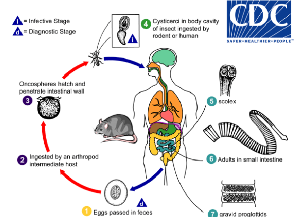 <ol><li><p>embryonated eggs pass in feces</p></li><li><p>eggs ingested by an arthropod intermediate host</p></li><li><p>oncospheres hatch and penetrate intestinal wall</p></li><li><p>cysticerci in body cavity of insect ingested by rodent/human</p></li><li><p>scolex attaches to small intestine</p></li><li><p>adults live in small intestine </p></li></ol><p></p>
