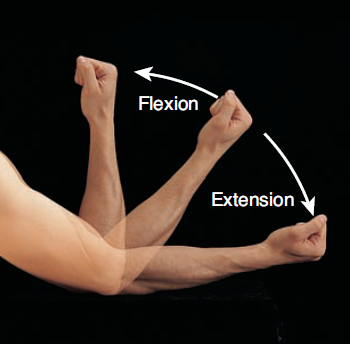 <ul><li><p><strong>Flexion</strong> = movement that results in <strong>decreasing</strong> the angle between 2 body parts</p></li><li><p><strong>Extension</strong> = movement that results in <strong>increasing</strong> the angle between 2 body parts</p></li></ul><p></p>