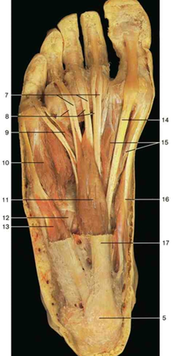 <p>Flexes the proximal phalanx of the 5th toe at the metatarsophalangeal (MTP) joint. Medial to the abductor digiti minimi. Number 10.</p>