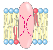 <p><strong>escribe el nombre de la enzima que cataliza el movimiento de los lípidos de membrana.</strong></p>