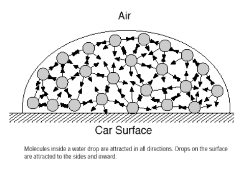 <ul><li><p><span>surface tension on a liquid is like an elastic skin</span></p></li><li><p><span>molecules within a liquid are attracted by molecules on all sides, but molecules right at the surface are only attracted downward and sideways</span></p></li><li><p><span>in order to break the surface tension, the force must be greater than the intermolecular forces holding the molecules together</span></p></li><li><p><span>stronger forces = higher surface tensions</span></p></li><li><p><span>water has one of the highest surface tensions</span></p></li></ul><p></p>